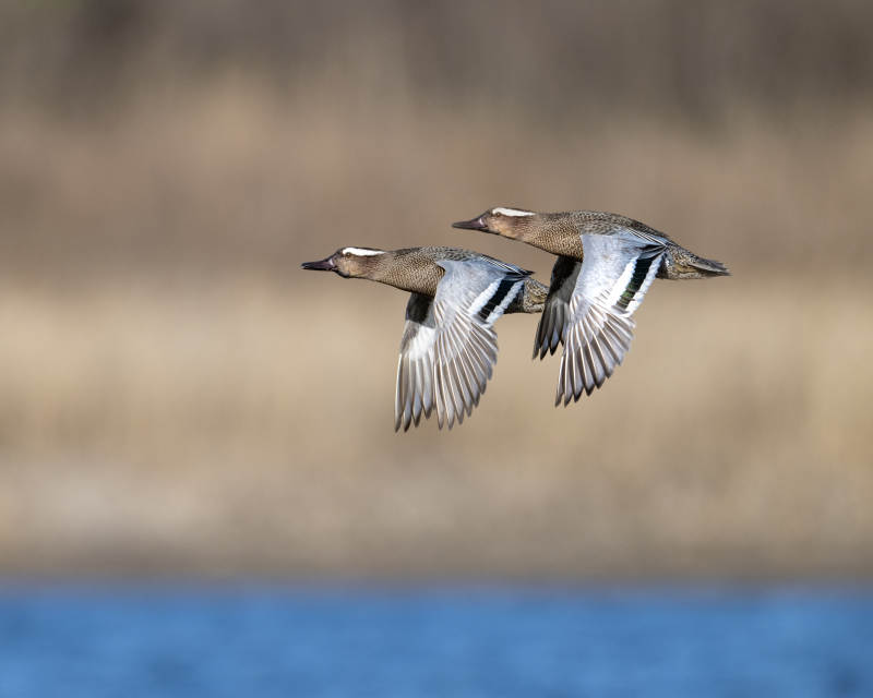 飞翔的两只鸭子图片