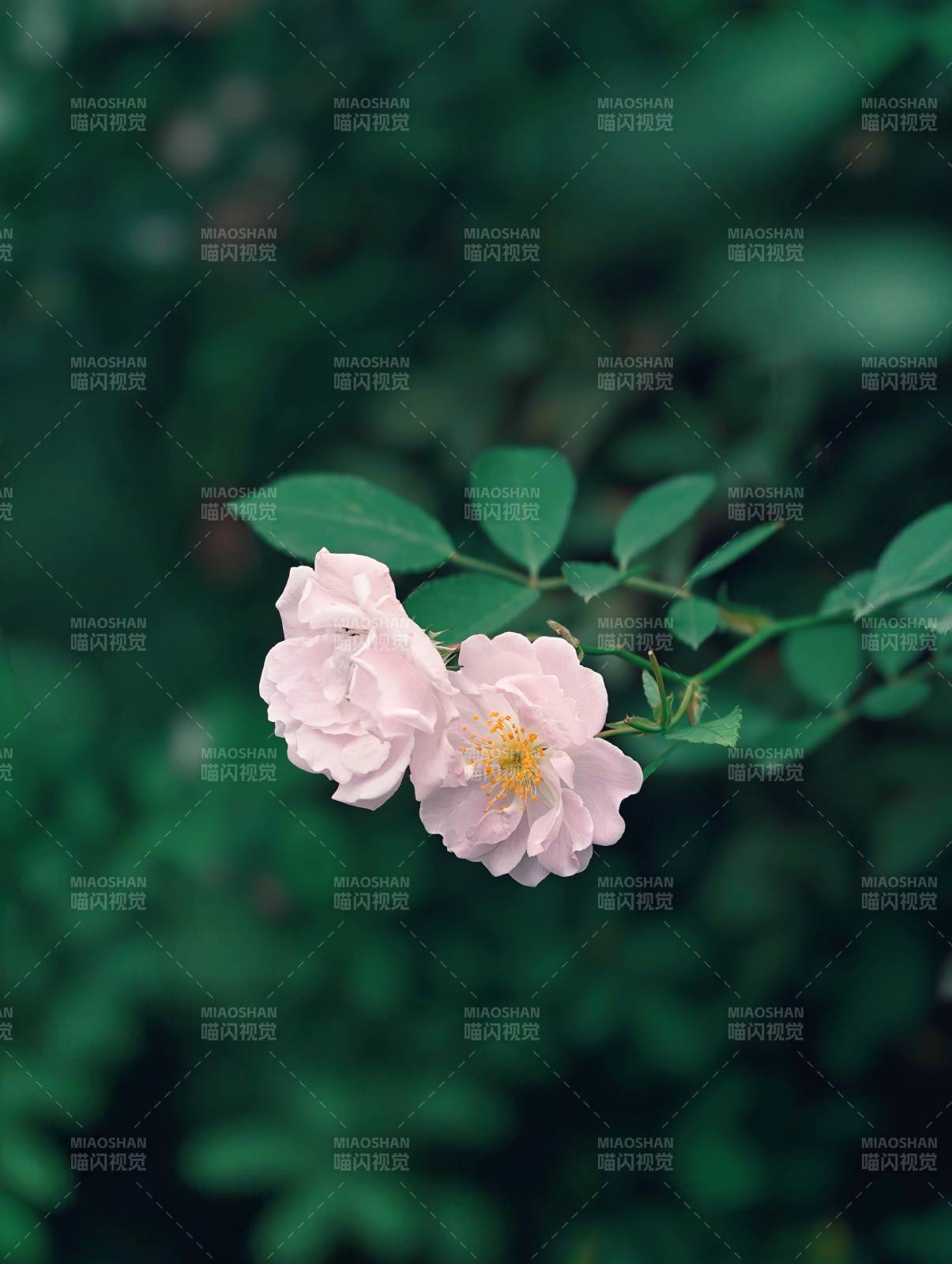 粉色花朵与绿叶图片