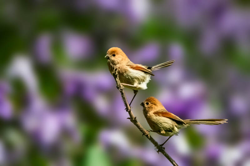 花中成双对图片