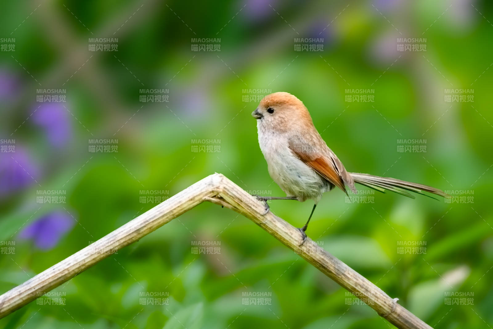 嬉戏的棕头鸦雀图片