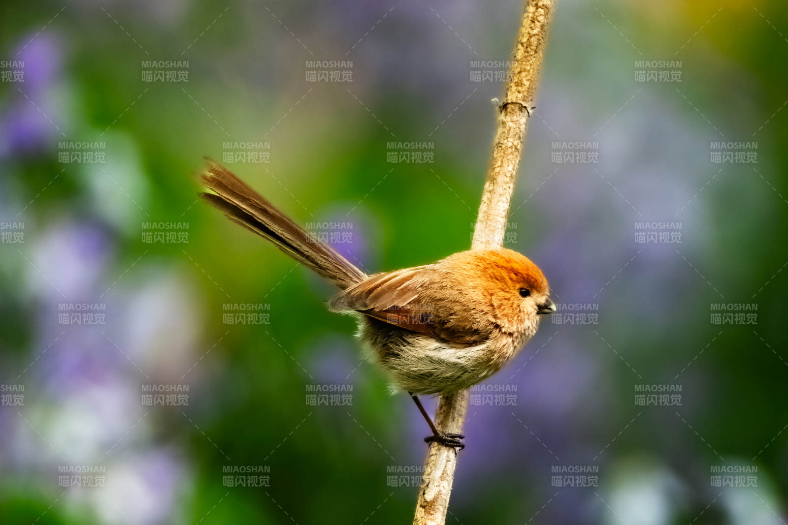 棕头鸦雀戏枝头图片