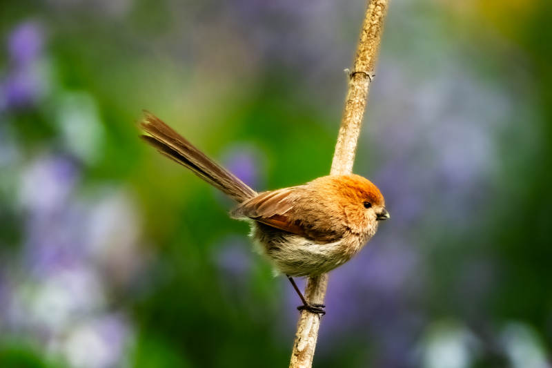 棕头鸦雀戏枝头图片