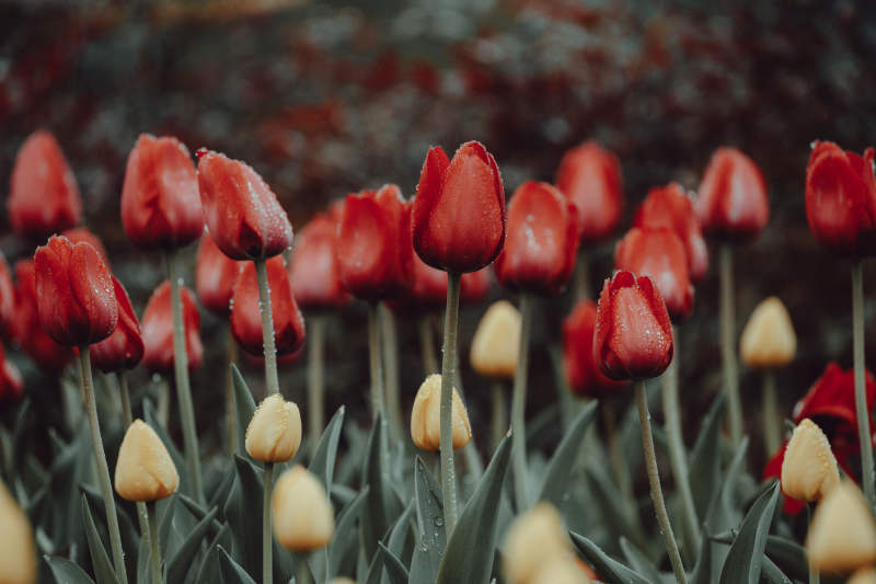 红色与黄色郁金香花田图片