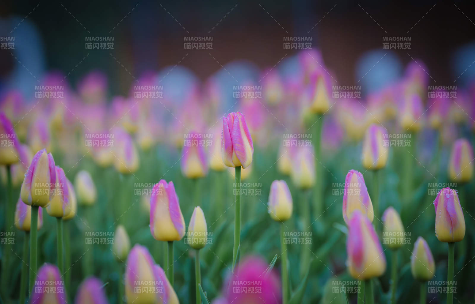 粉色郁金香花海图片