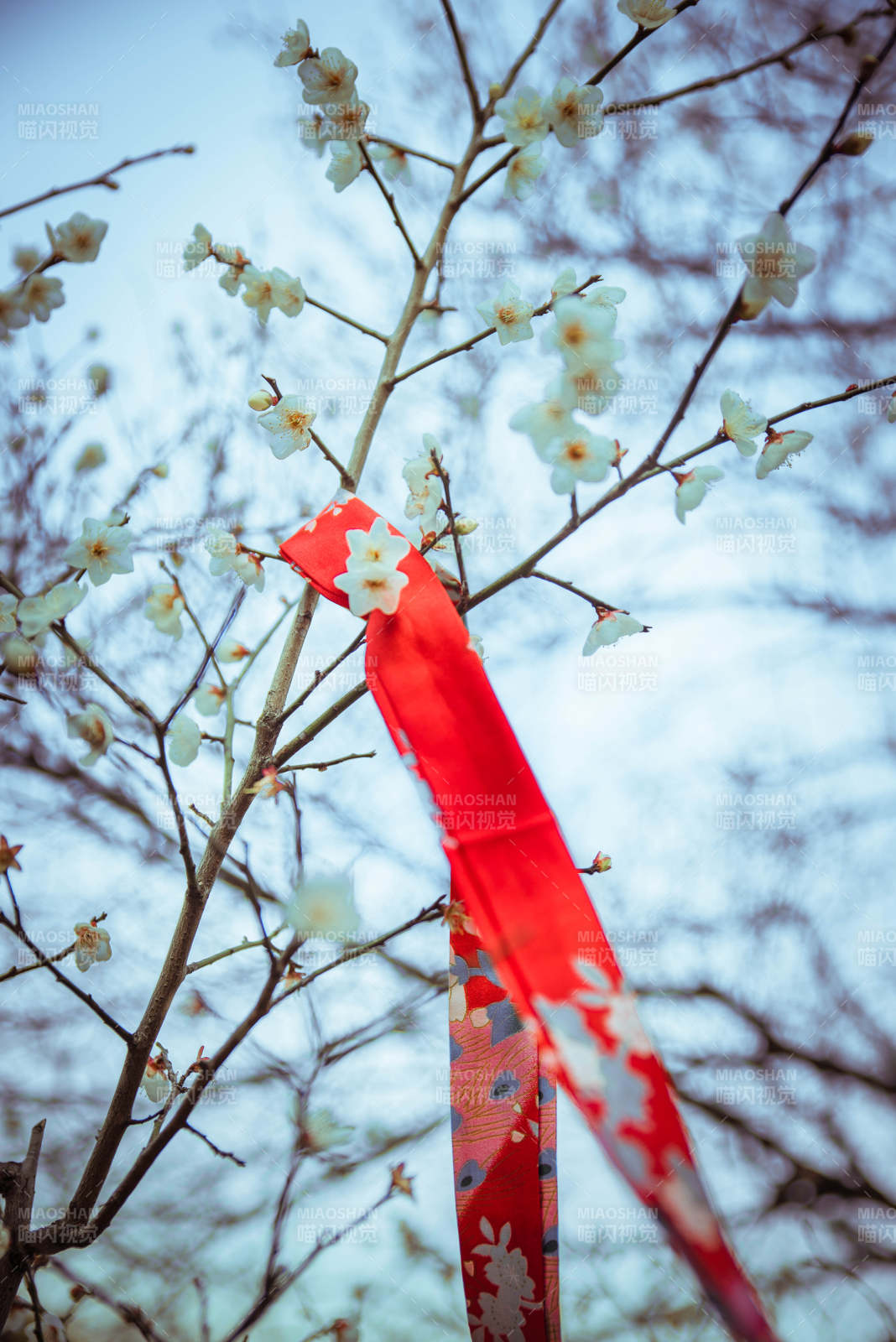 红丝带与梅花图片