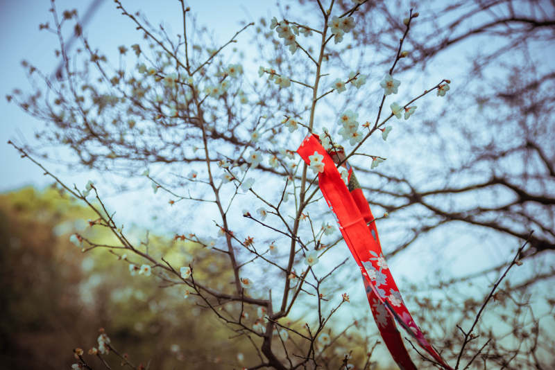 红丝带挂枝头图片