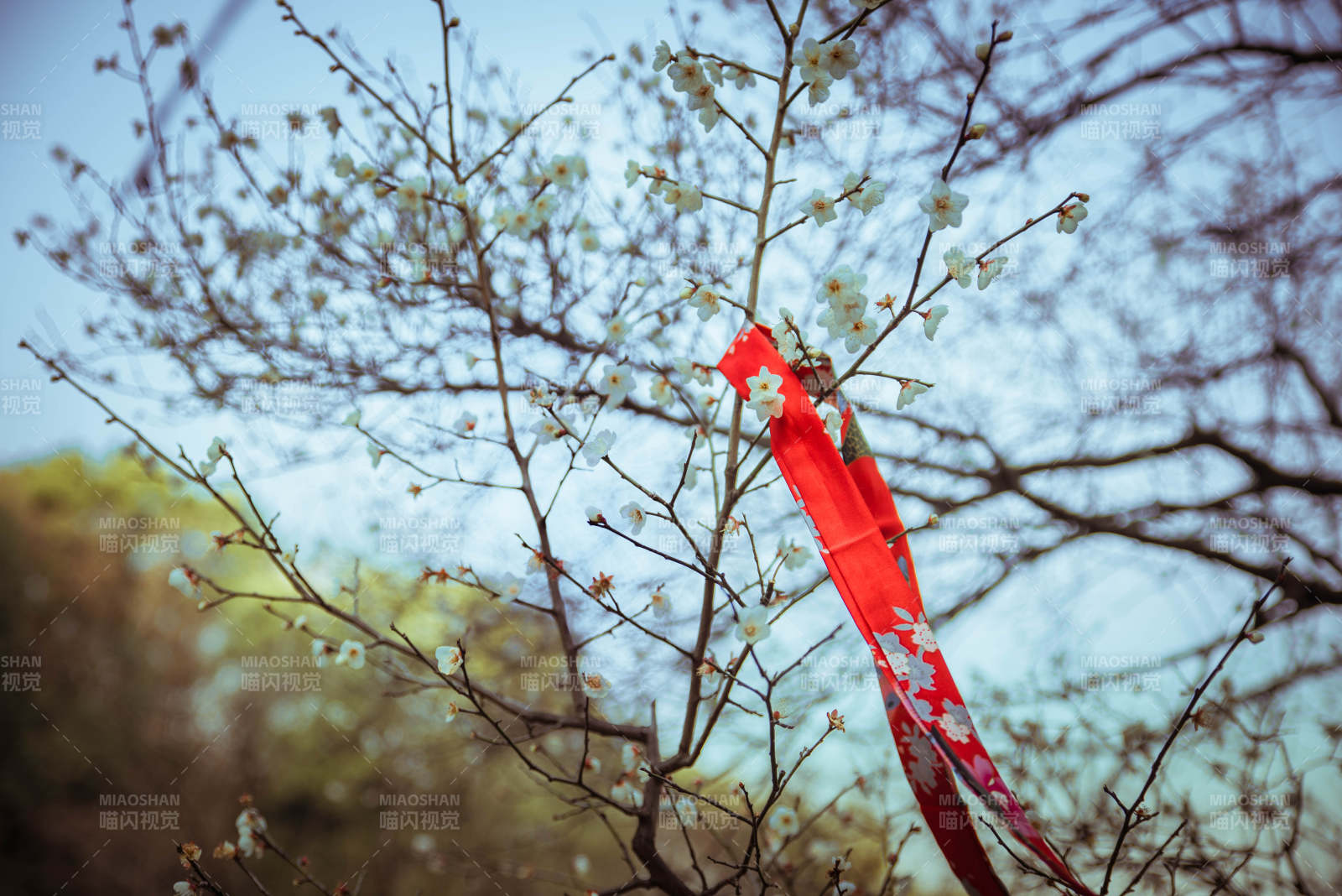 红丝带挂枝头图片