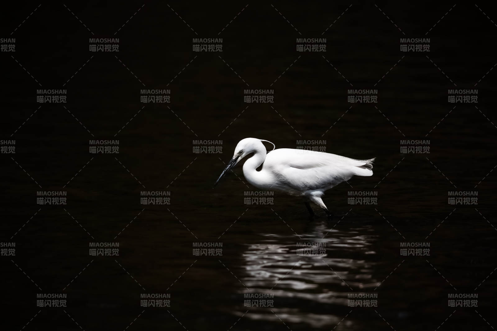 白鹭静水觅食图片