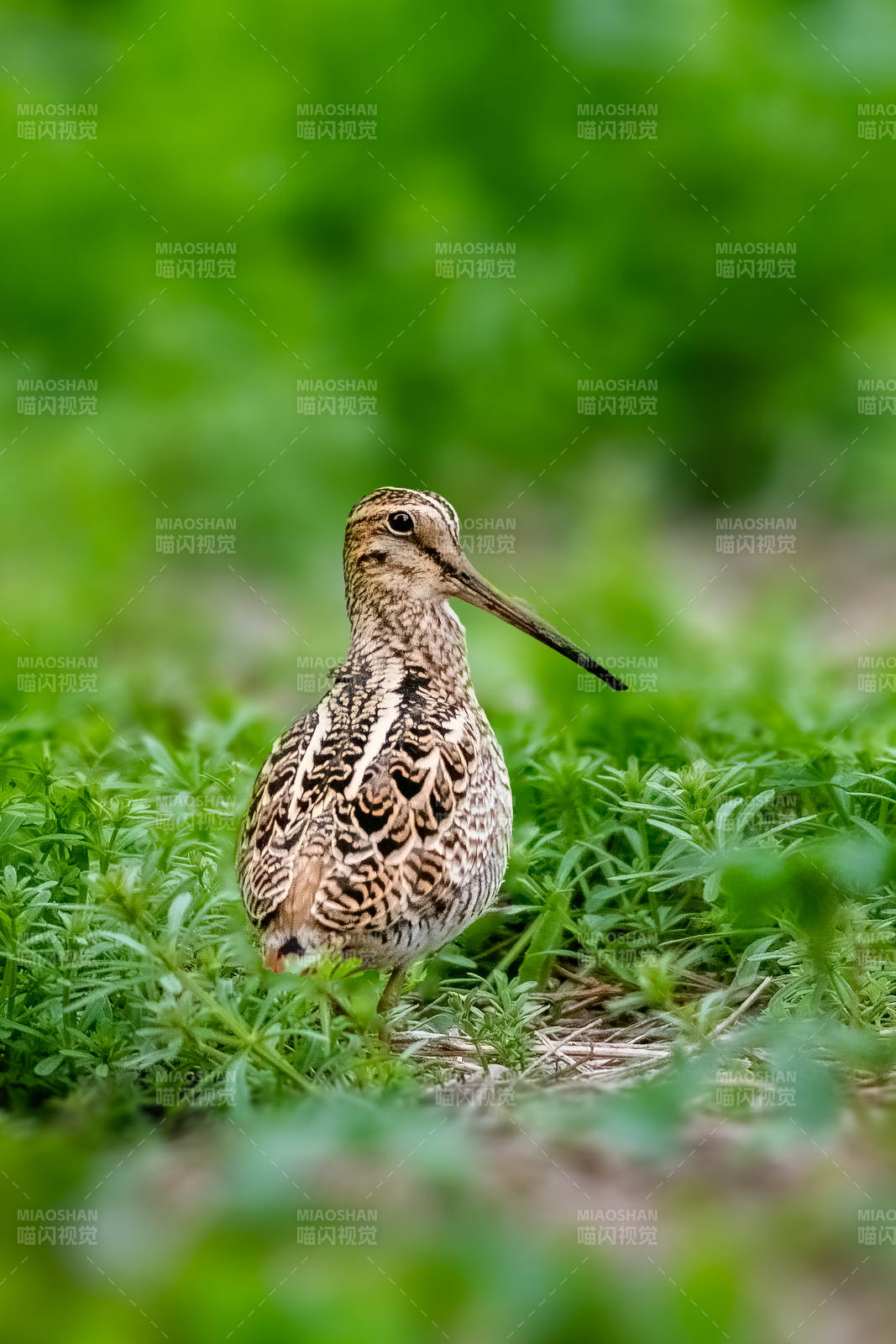 草地上的尖尾沙锥图片