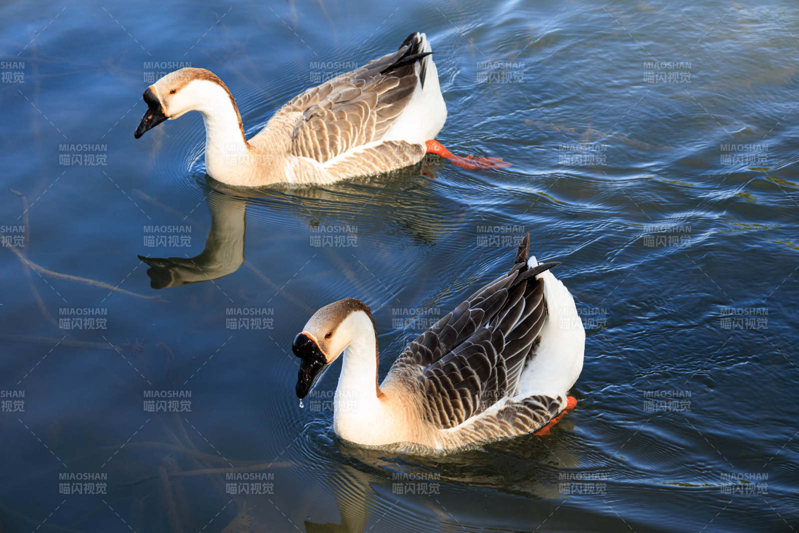 湖中游弋的两只鹅图片