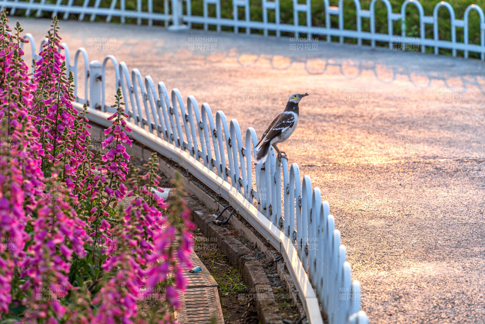鸟儿栖息在花间围栏上图片