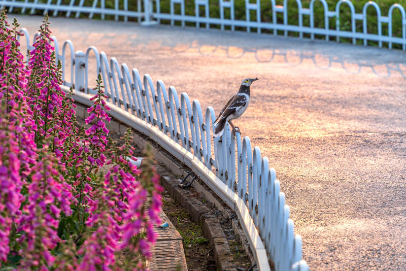 鸟儿栖息在花间围栏上图片