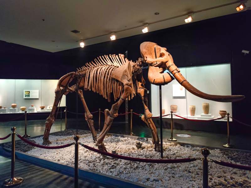 博物馆中的猛犸象骨架图片