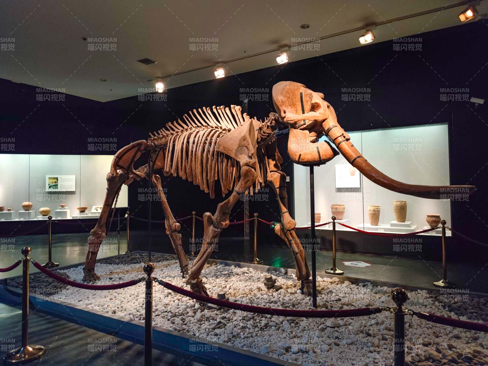 博物馆中的猛犸象骨架图片