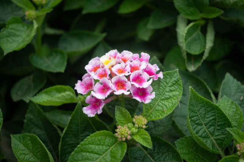 粉色花朵与绿叶图片