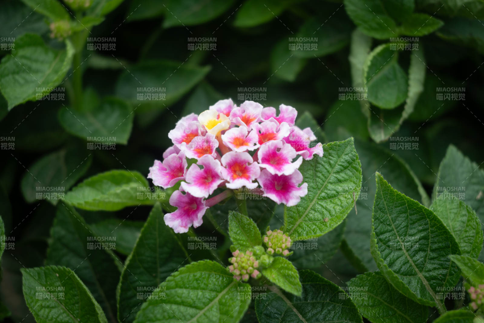 粉色花朵与绿叶图片
