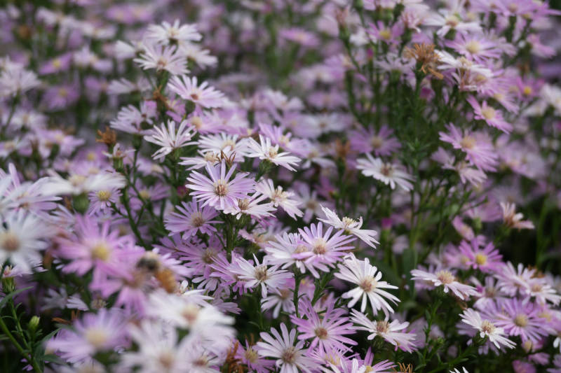 紫色雏菊花海图片