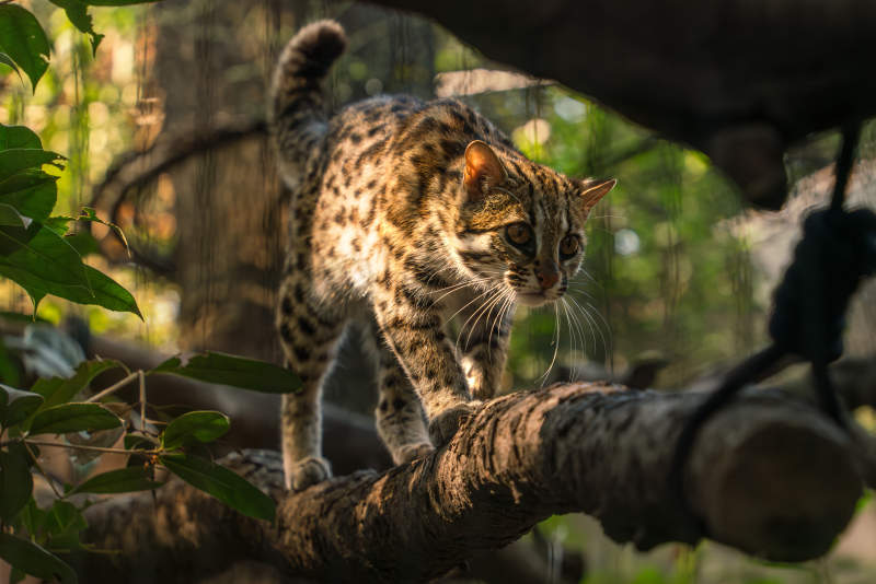 豹猫在树上行走图片