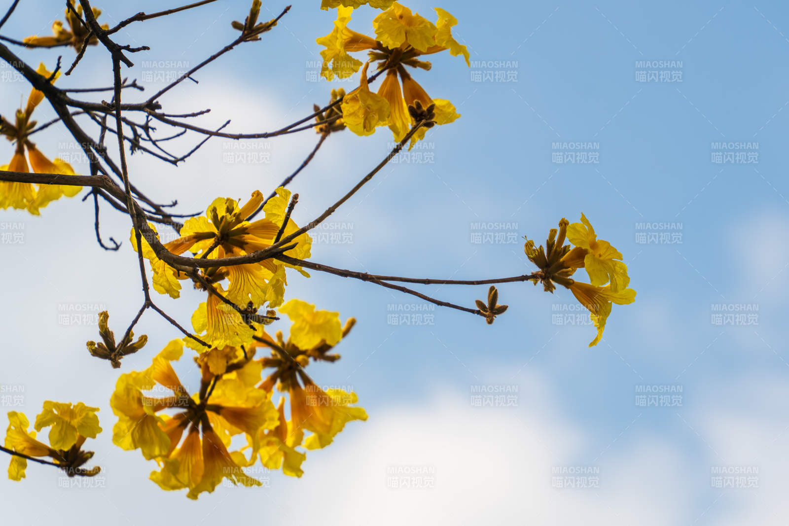 金色花海 蓝天相伴图片