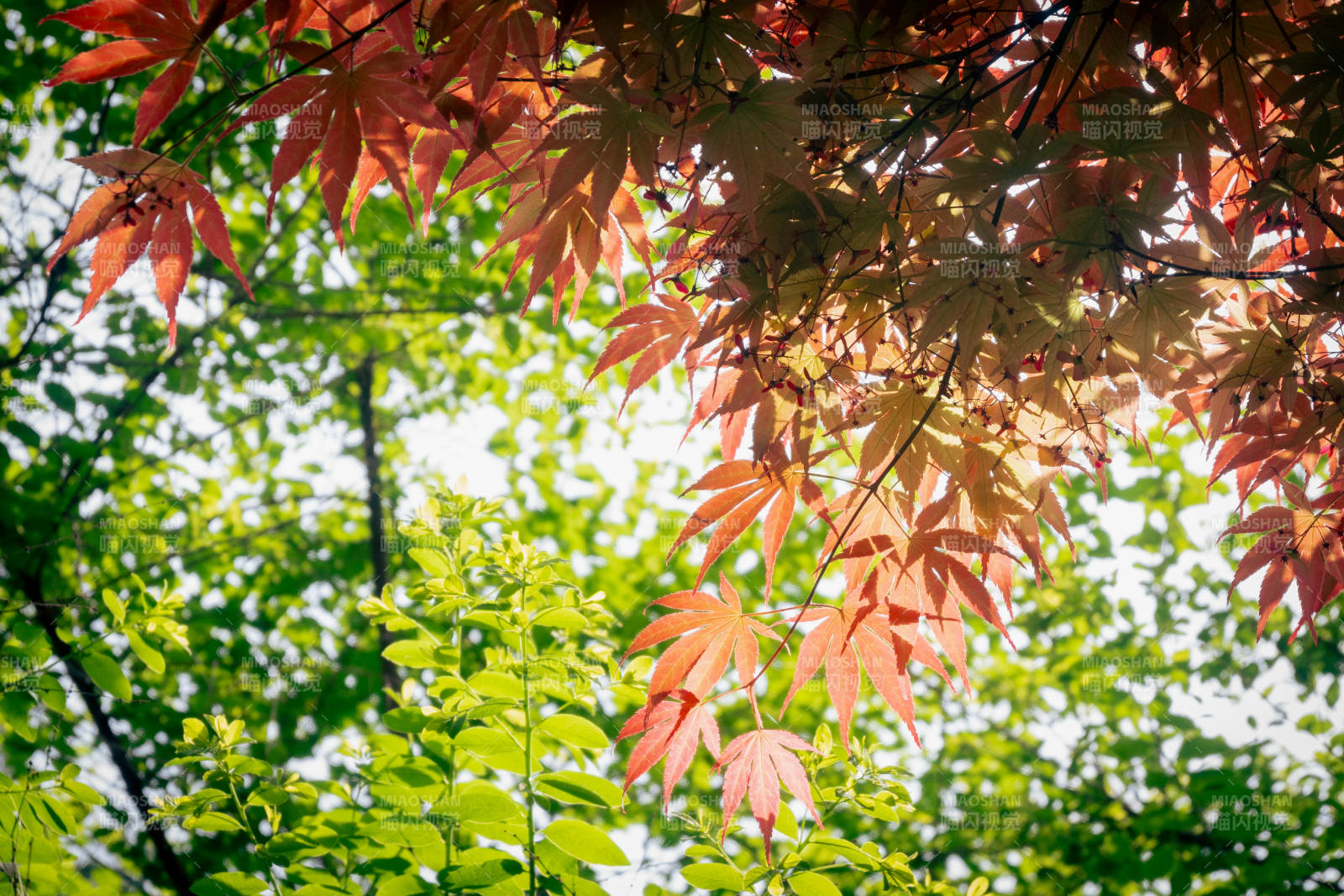 秋叶映衬阳光图片