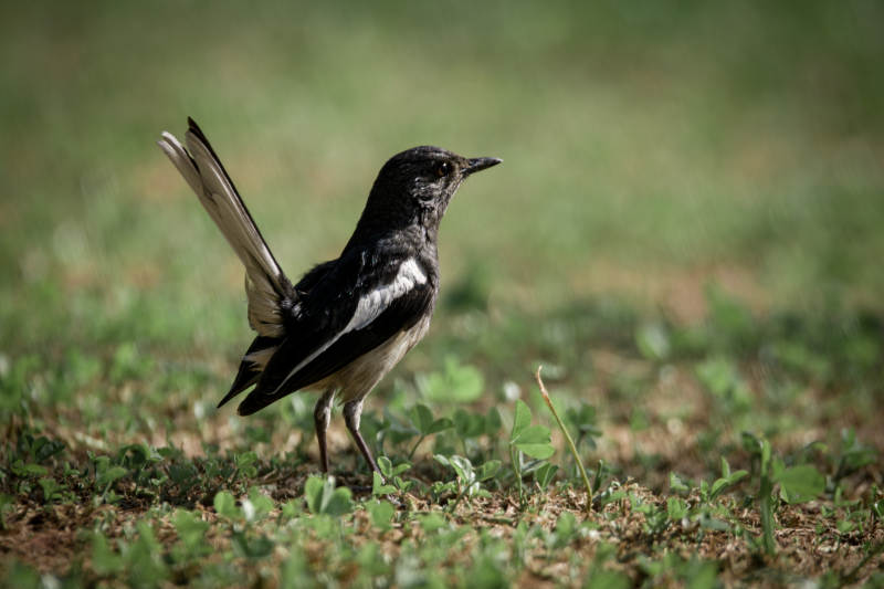 小鸟展翅 草地独行图片