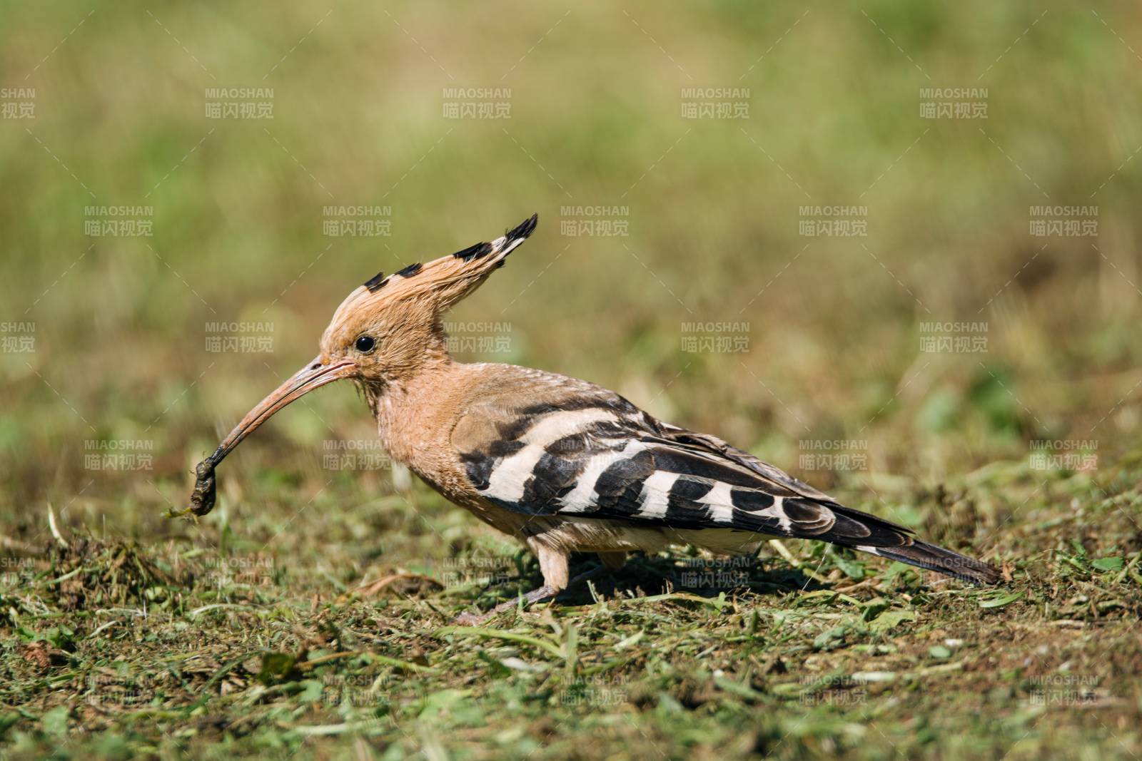 鸟儿觅食图图片