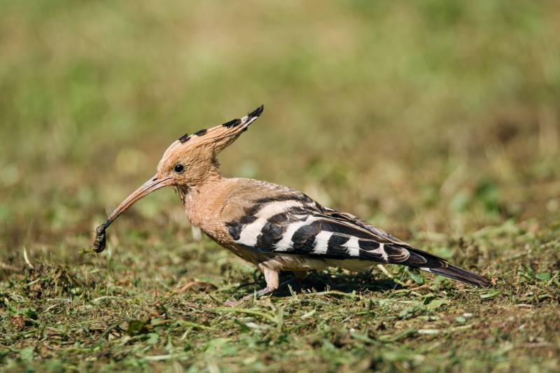 鸟儿觅食图图片