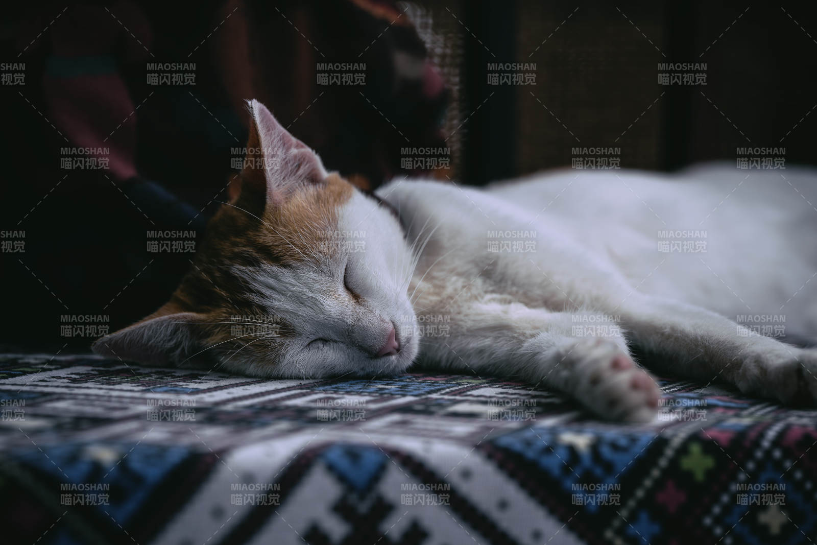 熟睡的猫咪图片