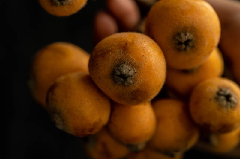 枇杷果实特写图片