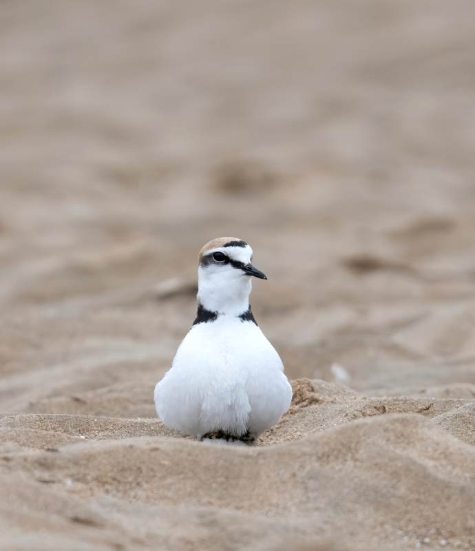 沙滩上的小鸟图片