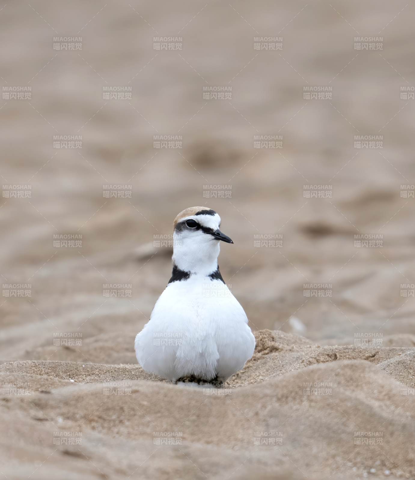 沙滩上的小鸟图片