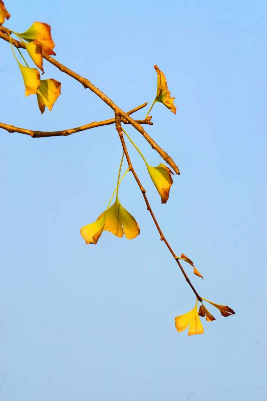 秋日银杏叶图片