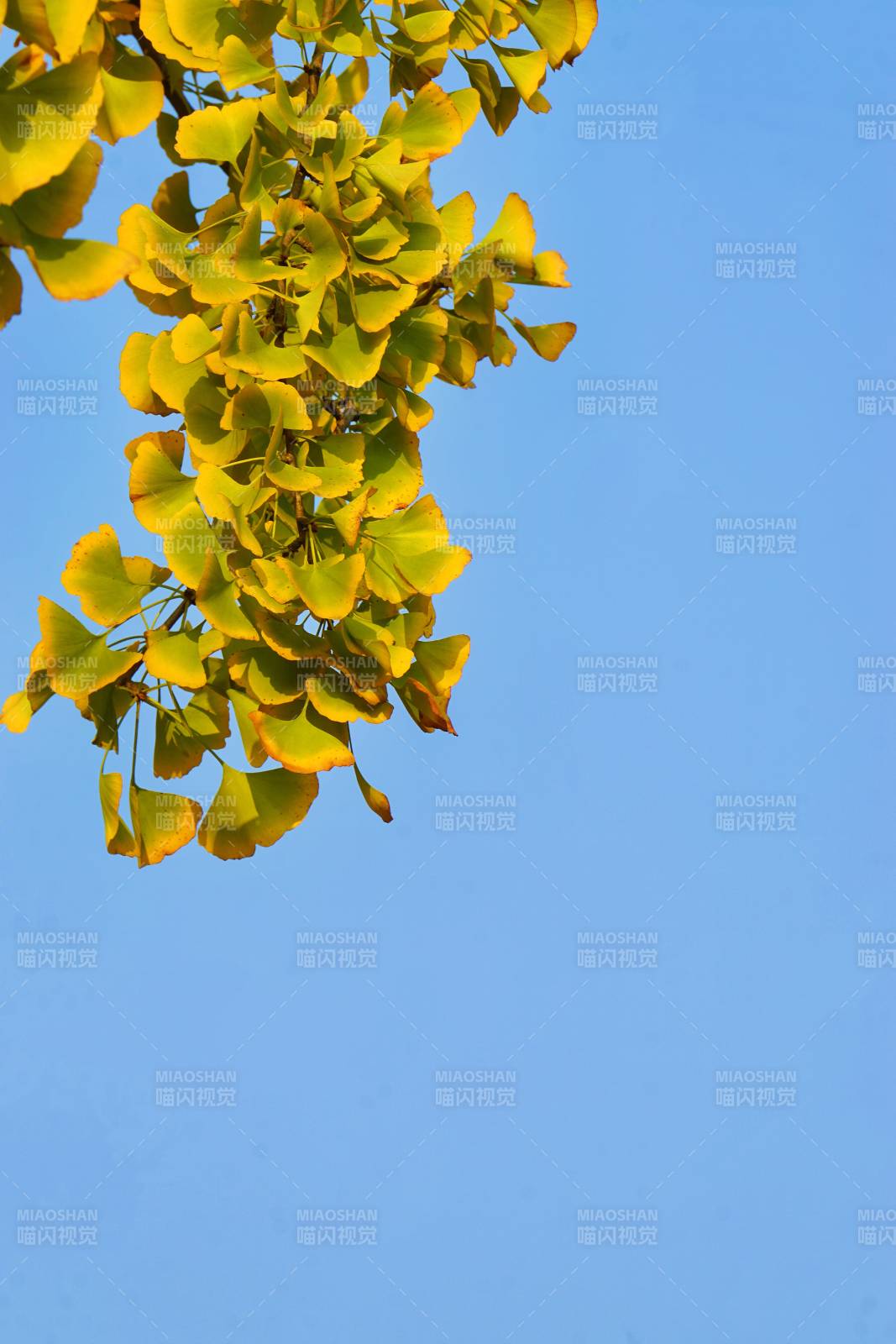 秋日银杏叶图片