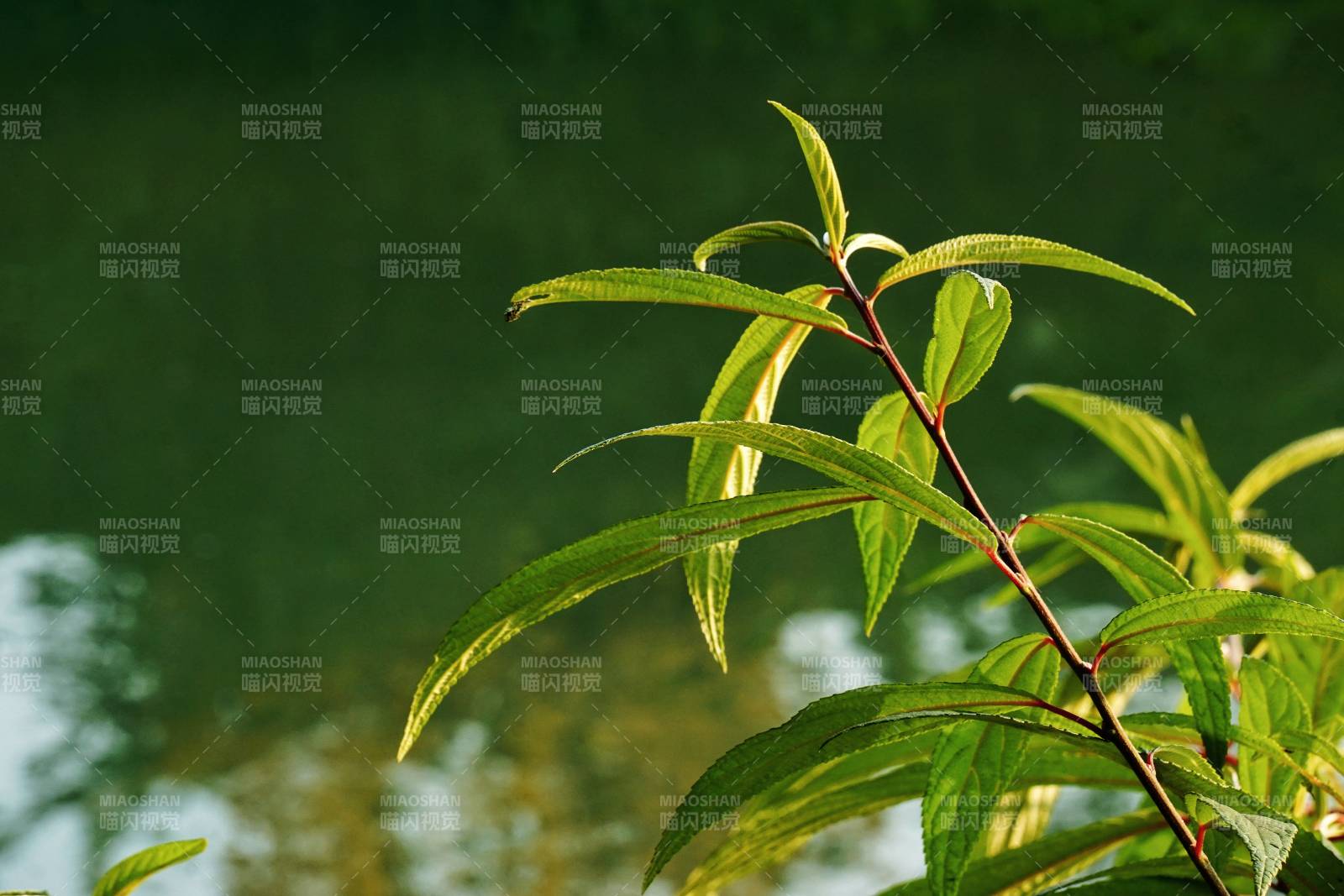 湖畔嫩叶图片