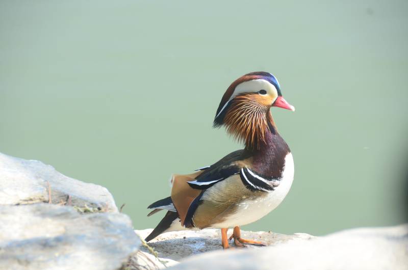 湖畔的鸳鸯图片