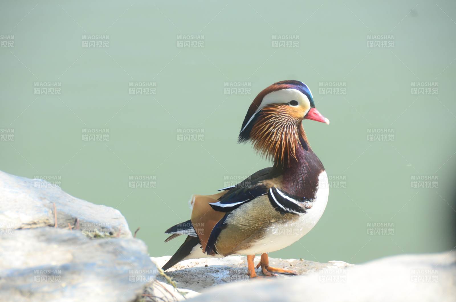 湖畔的鸳鸯图片