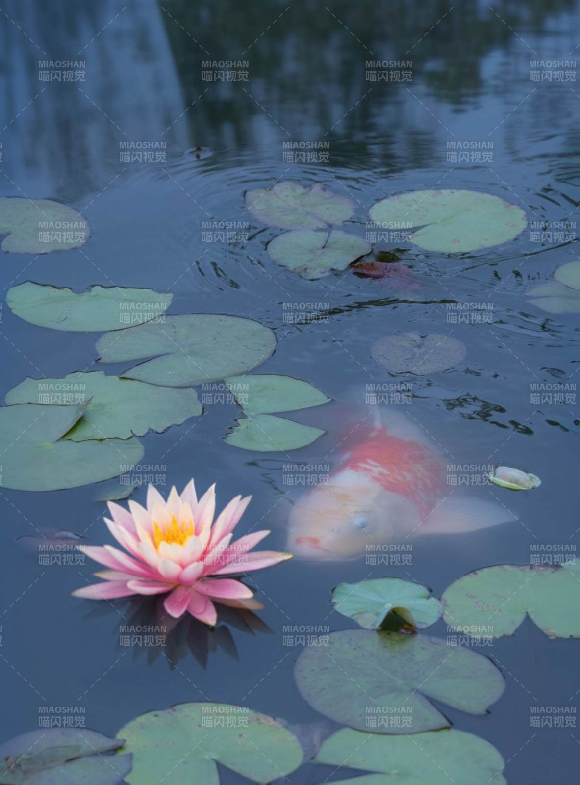 池中锦鲤与莲花图片