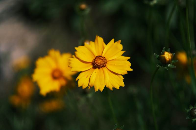 黄色花朵特写图片