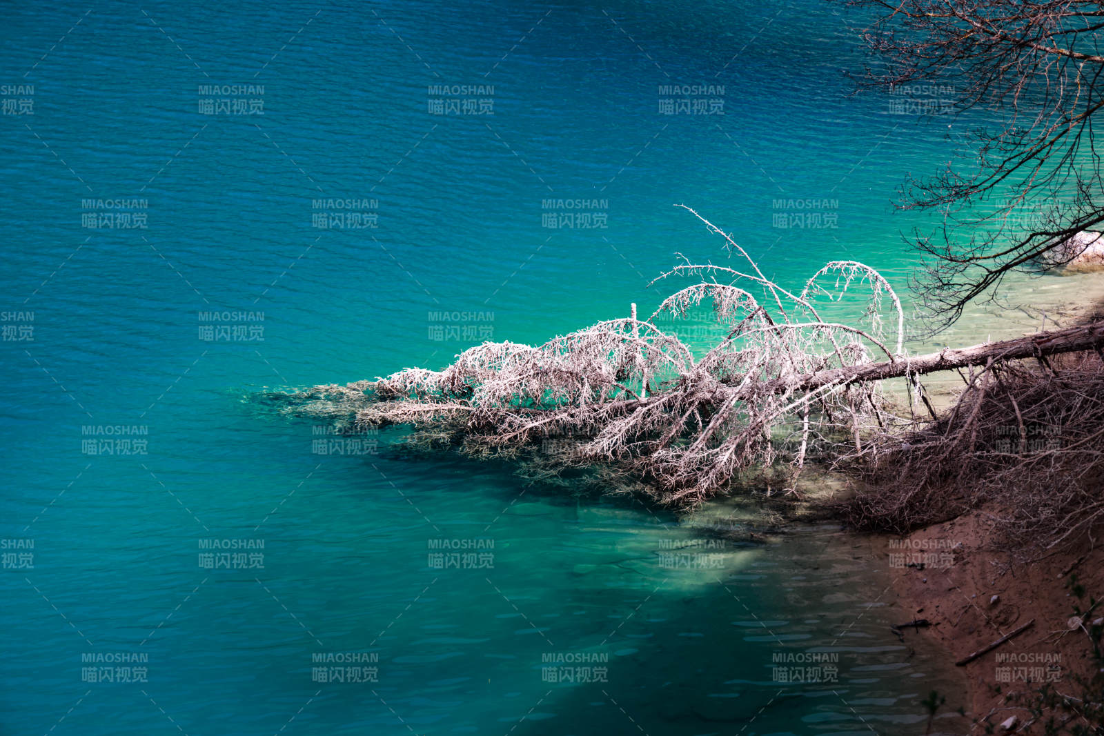 九寨沟的湖畔倒影 树枝入水图片