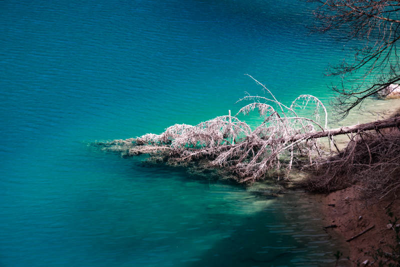 九寨沟的湖畔倒影 树枝入水图片