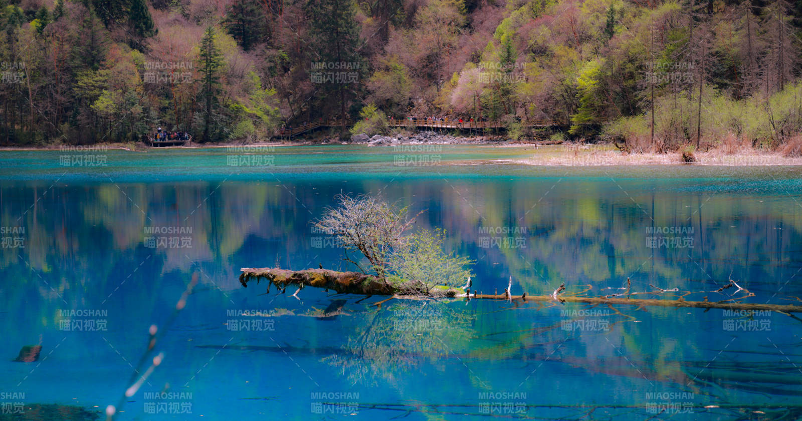 九寨沟湖中枯木与碧水图片