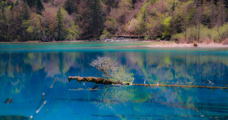 九寨沟湖中枯木与碧水图片