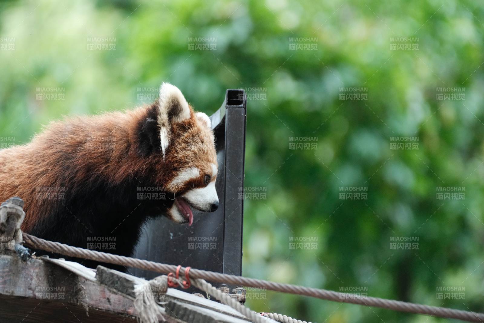 红熊猫探头观察图片