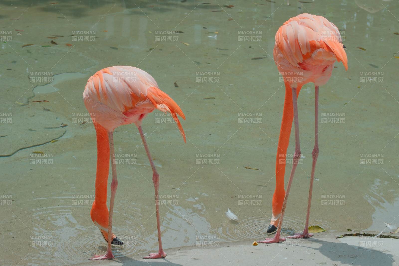 两只火烈鸟在水中觅食图片