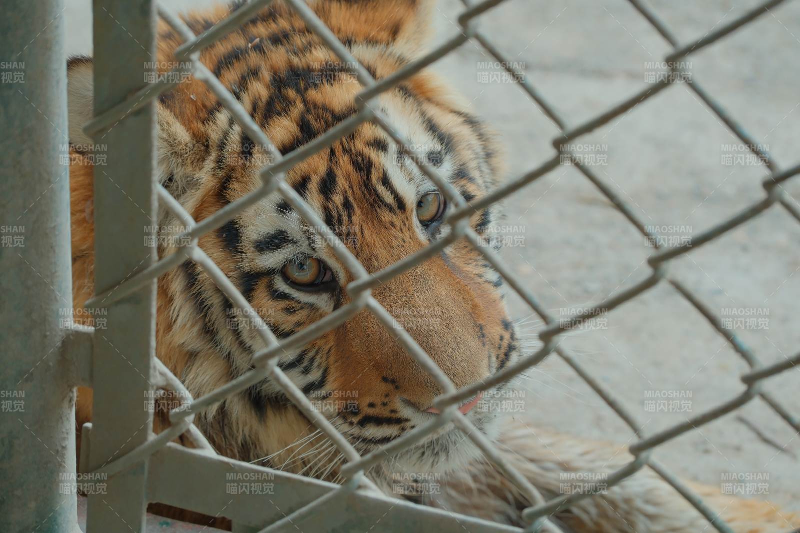 笼中窥视的老虎图片