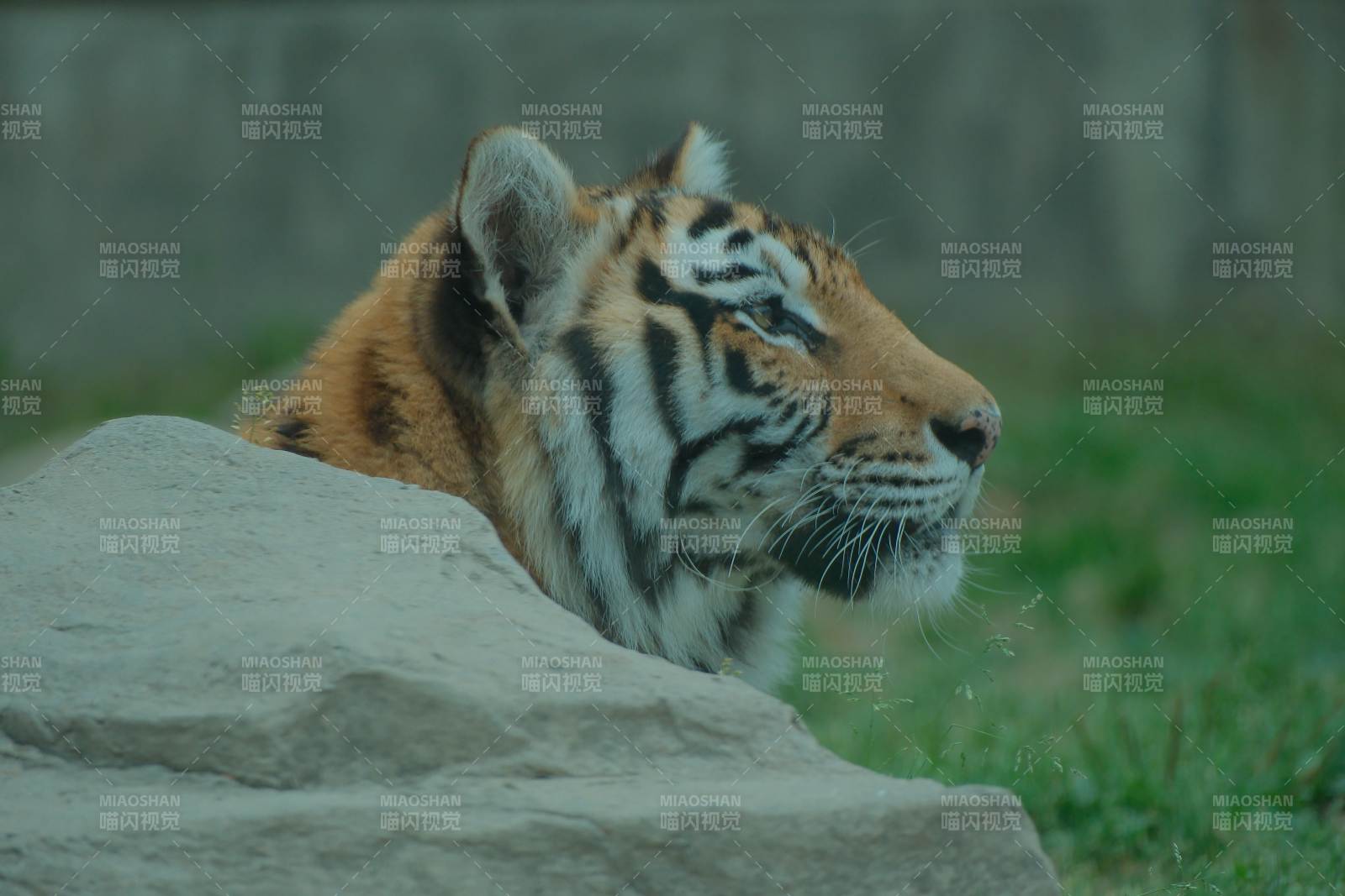 岩石后的老虎凝视图片