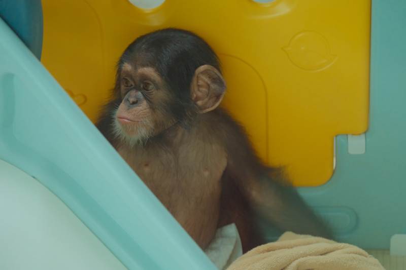 小猴在角落里休息图片