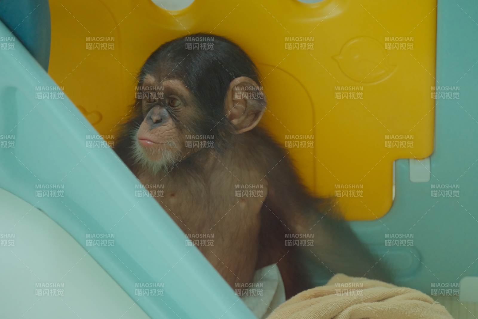 小猴在角落里休息图片