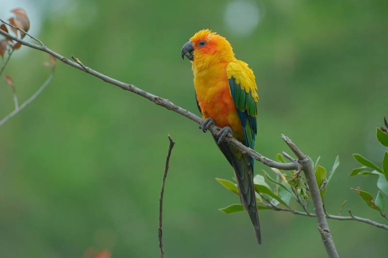 阳光下的彩色鹦鹉图片