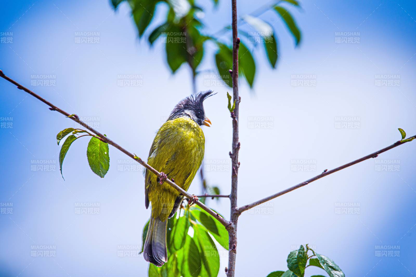 凤头雀嘴鹎栖息枝头图片